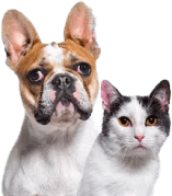 Örnek Blog Başlığı Örtü