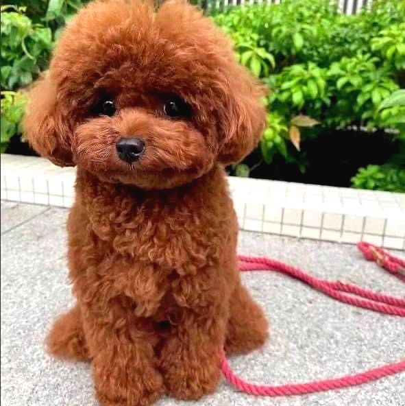 Neşeli Sibirya Kurdu (Husky) Yavrusu