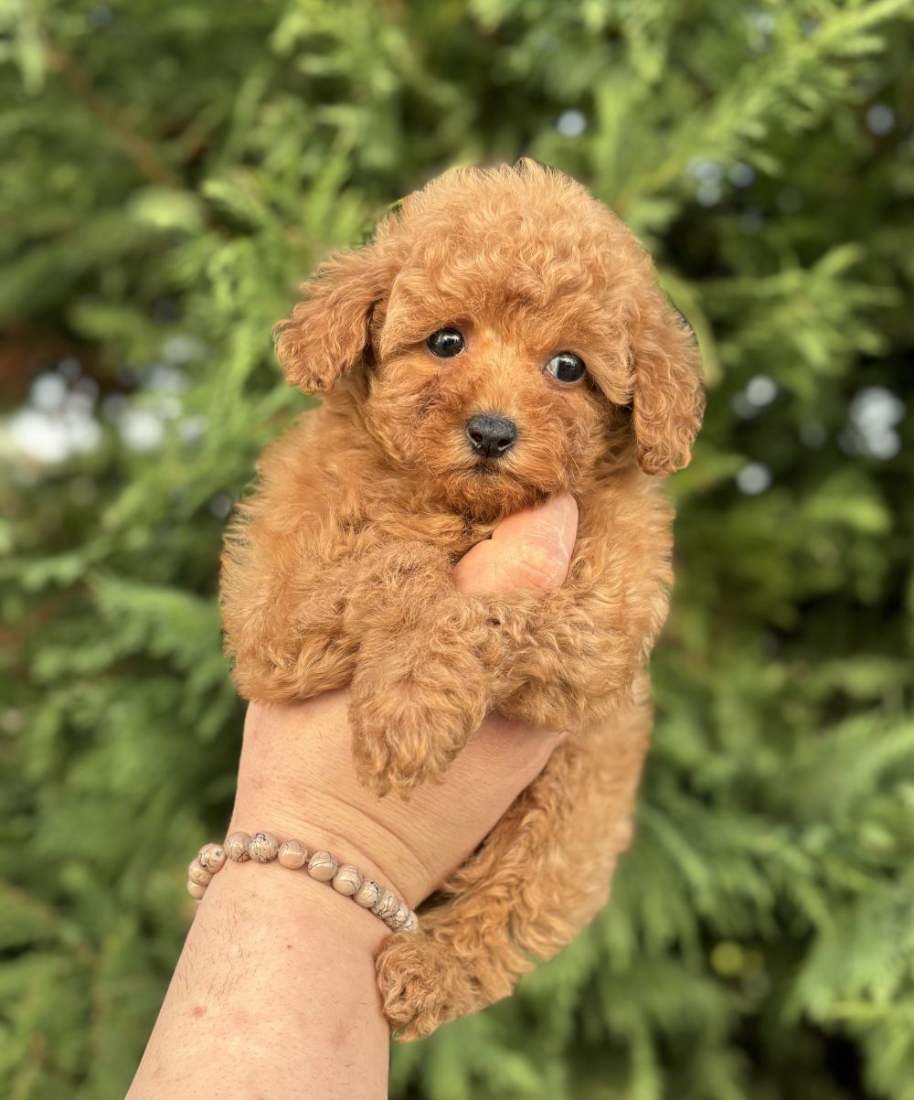 Koruyucu Cane Corso Yavrusu