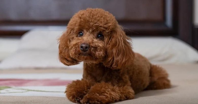 Sevimli French Bulldog Yavrusu