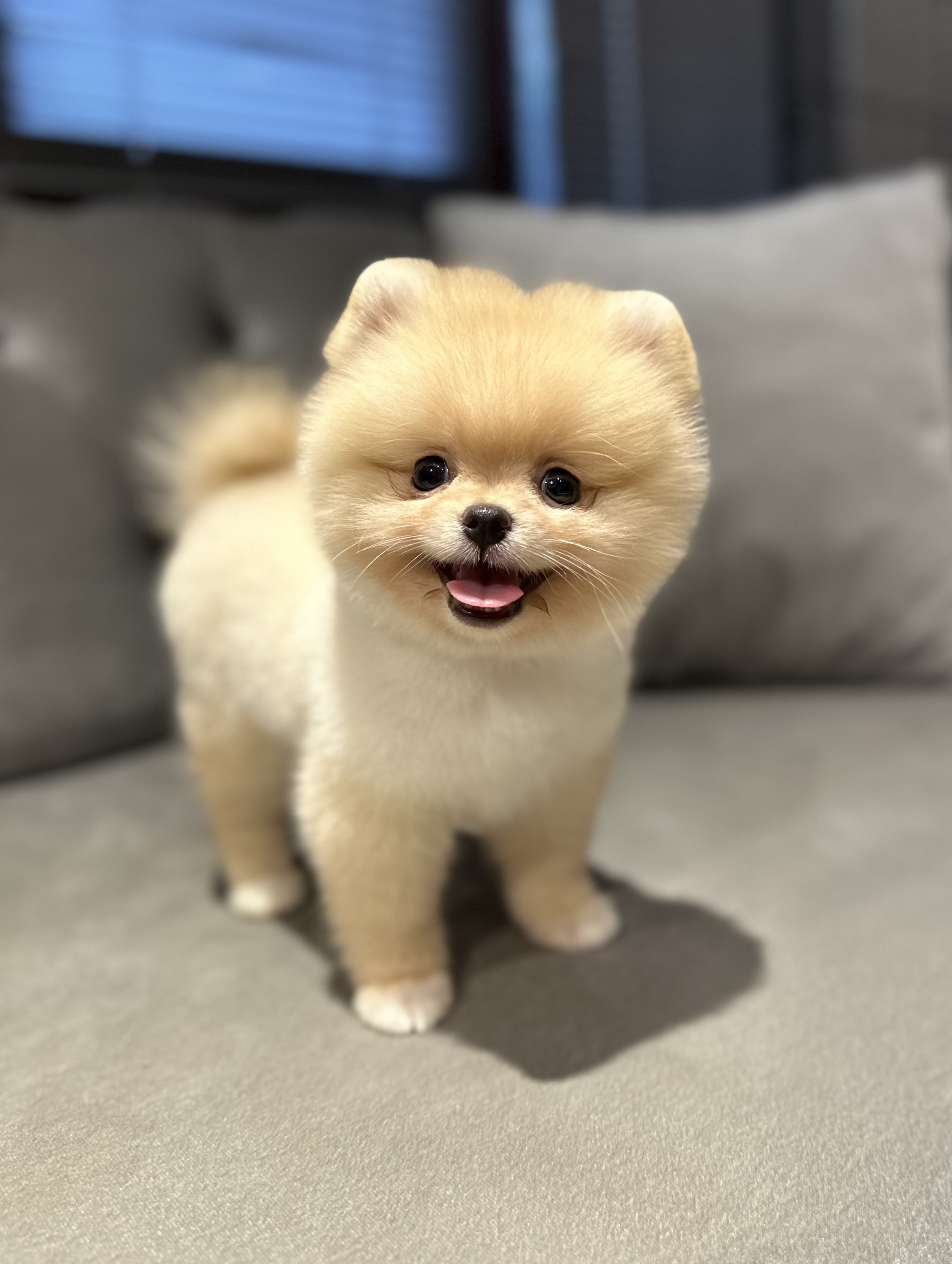 Sadık Golden Retriever Yavrusu